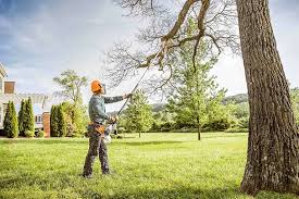 Professional Tree Removal and Landscaping Services in South Chicago Heights, IL